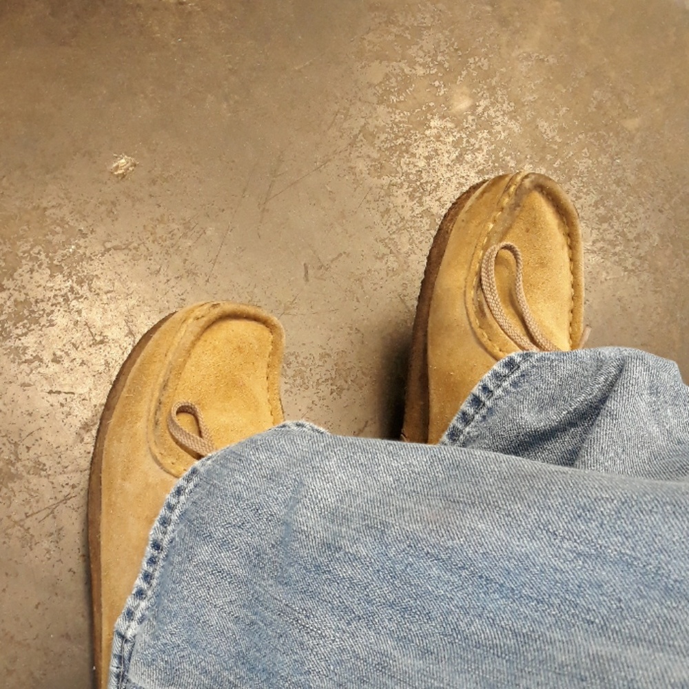 Clark's Wallabies